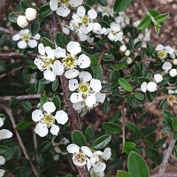 Cotoneaster pleniflorus